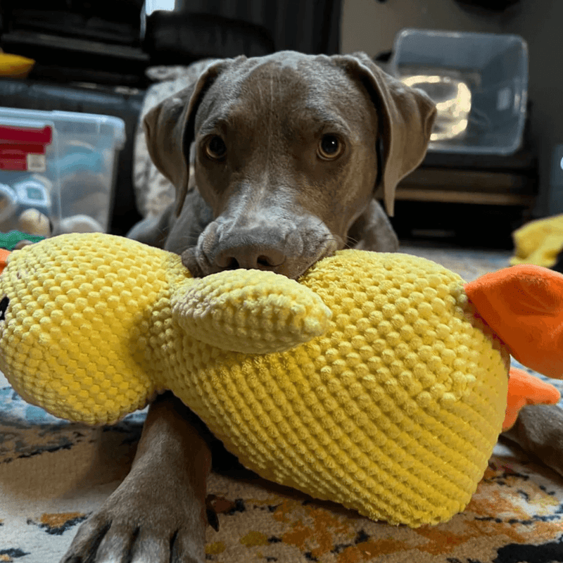 Calming Duck Pet Toy - Aussie Premium Deals